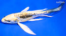 6.5" KIN KIKOKURYU BUTTERFLY