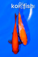 PAIR OF (2) 5" KOI AND GOLDFISH