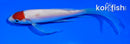 5" TANCHO KOHAKU BUTTERFLY