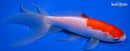 6.5" WATONAI GOLDFISH