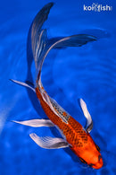 9.5" KUJAKU BUTTERFLY