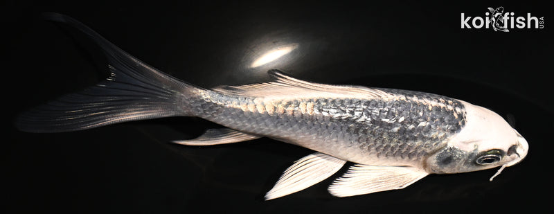 6" GINRIN GINGA BUTTERFLY