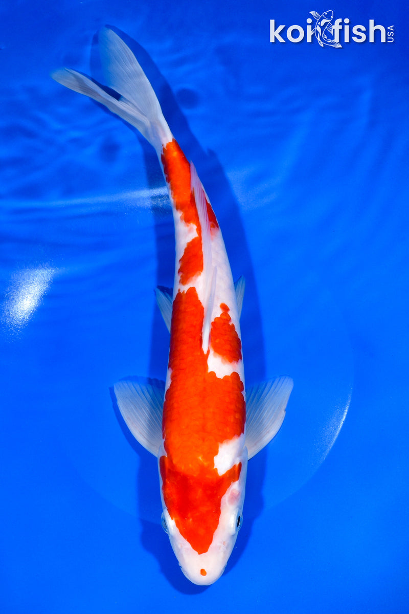 12.5" KOHAKU