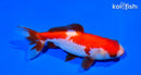 5" SARASA WAKIN GOLDFISH