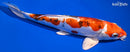 9" HEISEI NISHIKI