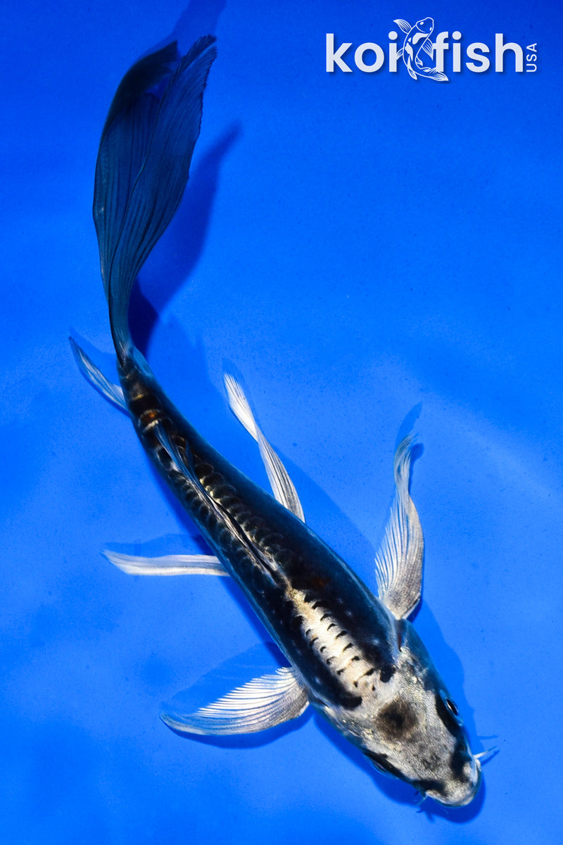 5.5" BENI KIKOKURYU BUTTERFLY