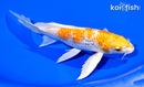 7.75" GINRIN HARIWAKE BUTTERFLY