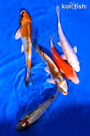 PACK OF (5) 4-5" STANDARD KOI