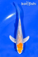 4" GINRIN HARIWAKE BUTTERFLY