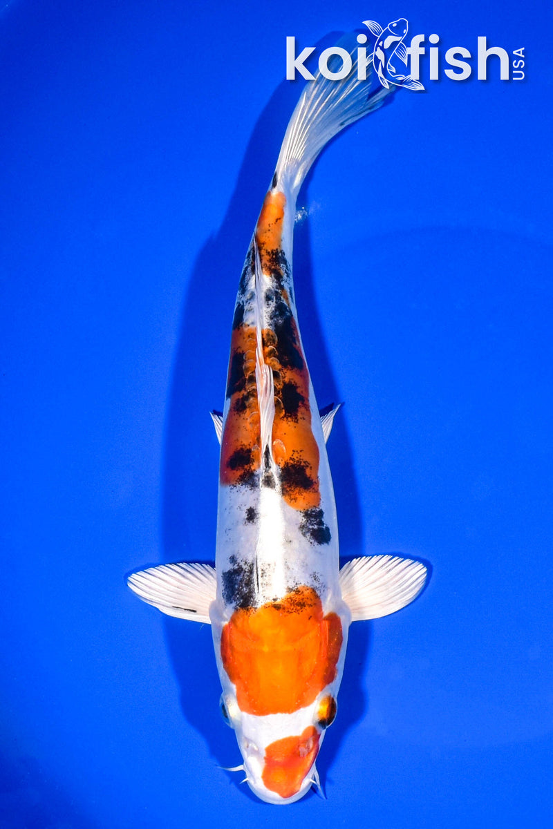 8.5" HEISEI NISHIKI
