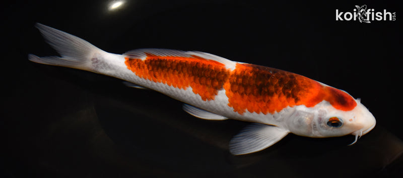 8.75" GOROMO