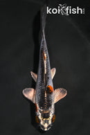 4" KUJAKU