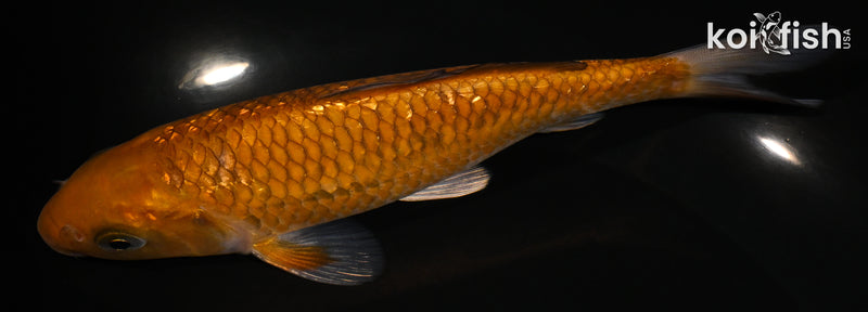 6.25" GINRIN OCHIBA SHIGURE
