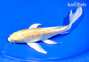 8" GINRIN YAMABUKI OGON BUTTERFLY