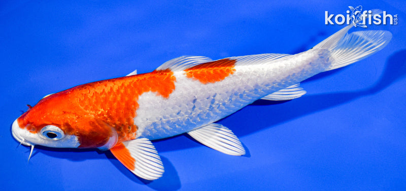 7" HARIWAKE