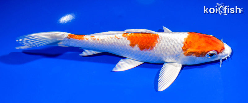 7.5" HARIWAKE