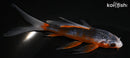 4.75" HI ASAGI BUTTERFLY