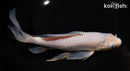 9.25" SORAGOI BUTTERFLY