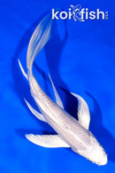 7" PLATINUM OGON BUTTERFLY