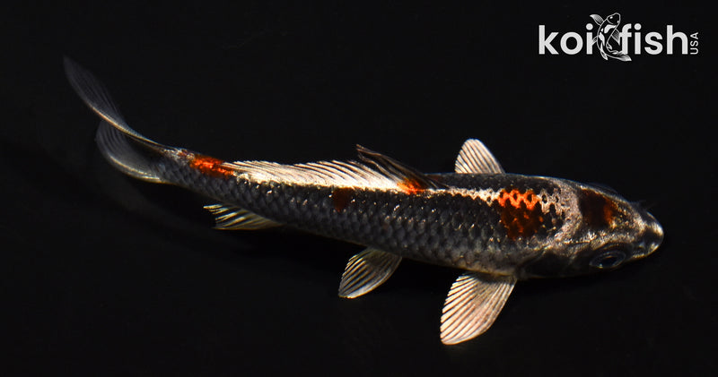 5.25" MARUTEN BENI GINGA