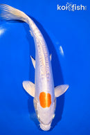 10.75" KIKUSUI
