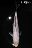 6.75" SORAGOI