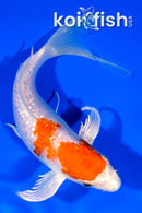 7.5" GINRIN HARIWAKE BUTTERFLY