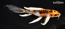 9" ARAGOKE BENI KIKOKURYU BUTTERFLY
