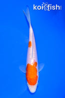 6.5" DOITSU NIDAN KOHAKU