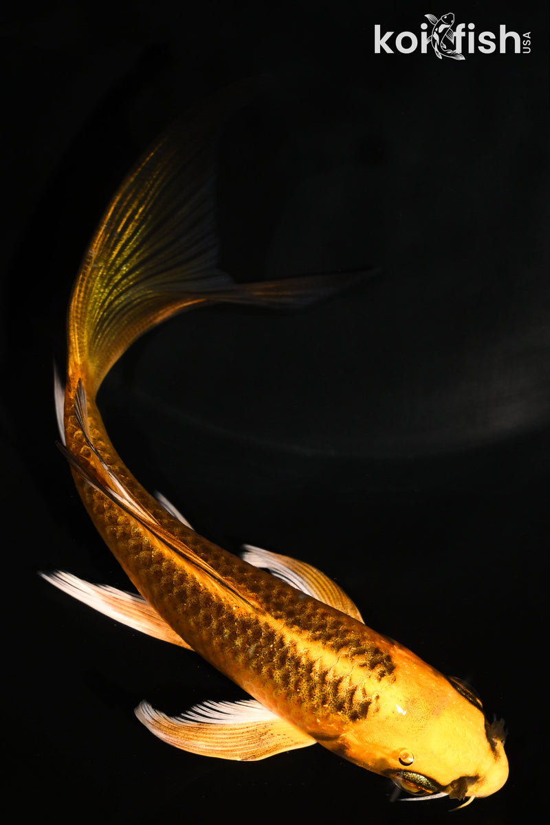 5.25" ORENJI MATSUBA BUTTERFLY