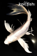 9.75" DOITSU PLATINUM OGON BUTTERFLY