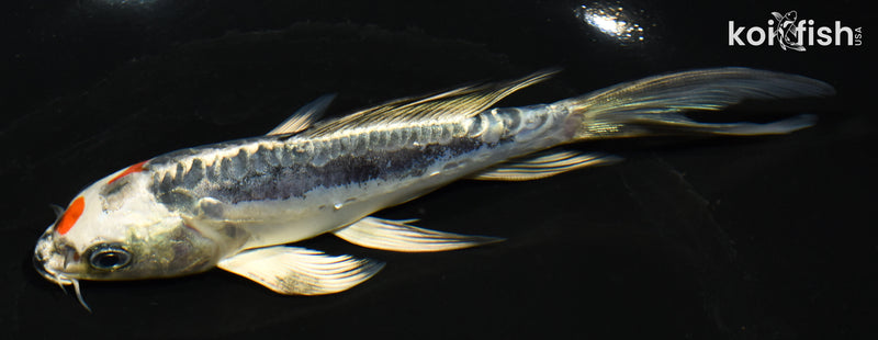 6" BENI KIKOKURYU BUTTERFLY