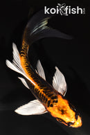 5.75" BENI KIKOKURYU BUTTERFLY