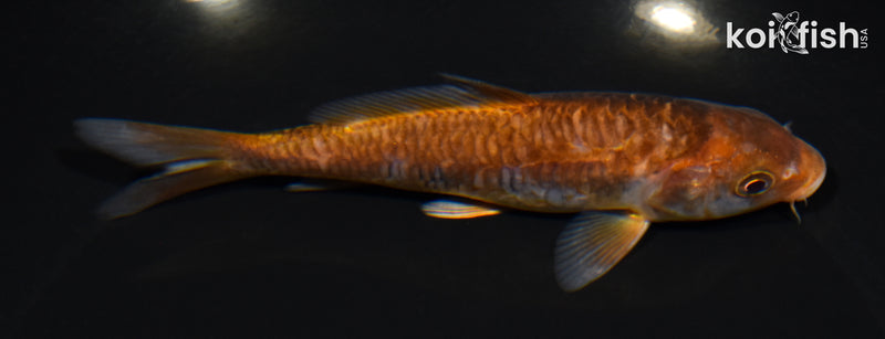 5.5" ARAGOKE OCHIBA SHIGURE