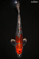 15" GINRIN GOSHIKI
