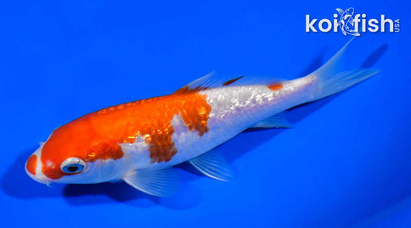 5.5" GINRIN KOHAKU