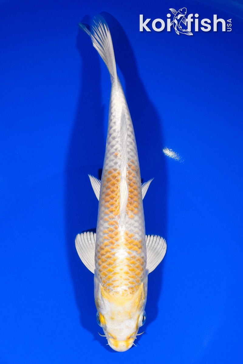8.25" HARIWAKE