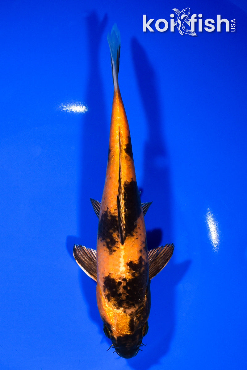 7.75" KIN HI UTSURI