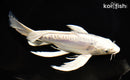 9.75" DOITSU PLATINUM OGON BUTTERFLY
