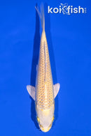 6.75" YAMABUKI OGON