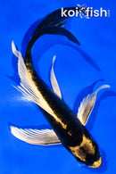 5.5" KABUTO BUTTERFLY