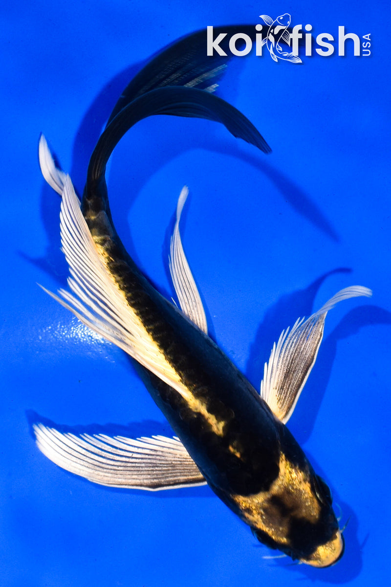 5.5" KABUTO BUTTERFLY