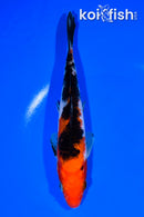 7.5" SANKE