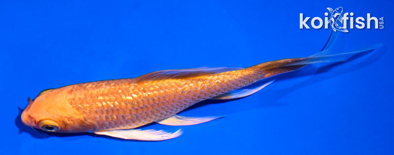 5" GINRIN ORENJI OGON BUTTERFLY