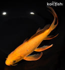 9.75" CHAGOI BUTTERFLY