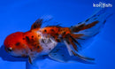 5" CALICO ORANDA GOLDFISH