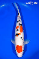 13.25" MARUTEN SANKE