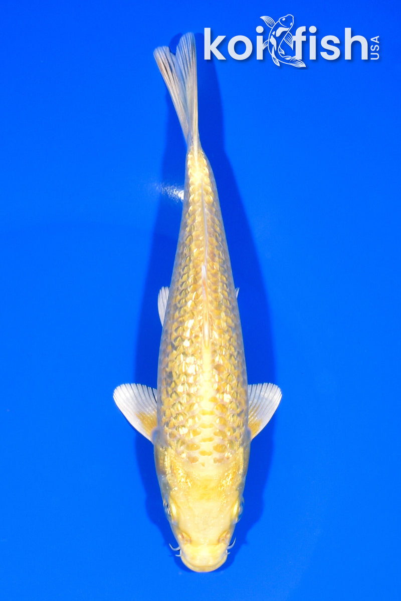 6.5" GINRIN YAMABUKI OGON