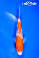 6" GINRIN SANDAN KOHAKU