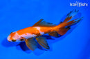 6.25" WATONAI GOLDFISH